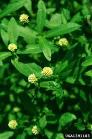 Image result for Aerva leucura