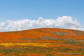 Maybe you would like to learn more about one of these? Antelope Valley California Poppy Reserve Blankets Of Orange Poppys California Through My Lens