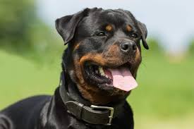 how big do rottweilers get plus size info for rottweiler