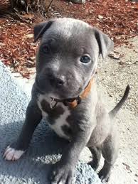 Free Blue Pitbull Puppies Images Of Blue Nose Pit Tumblr Wallpaper Cute Baby Animals Cute Animals Pitbull Puppies