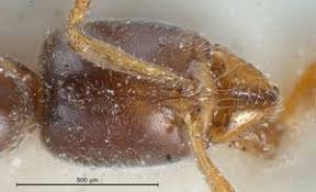 Image result for Zornia punctatissima