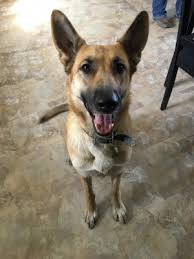 Quickly find animal shelter phone number, directions & services (montrose, co). Rehoming Your Dog In Montrose Co Rehome By Adopt A Pet Com