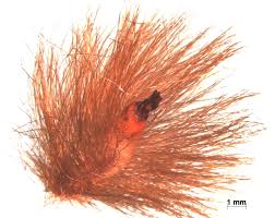 Image result for Protea welwitschii