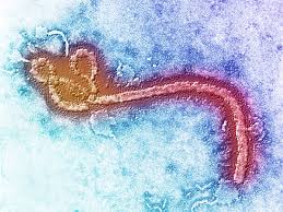 Ebola virus phase 1 we have developed an ebov glycoprotein vaccine candidate (ebola gp vaccine) expressed in insect cells, using our core recombinant baculovirus technology. Ebola Returns And Central Africa S Virus Hunters Are Ready Wired