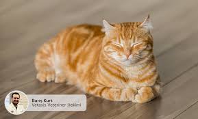 7 Maddede Fip Nedir Axis Veteriner Poliklinigi
