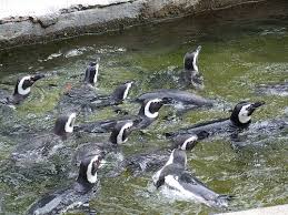 The toronto zoo penguins help draw attention to this imperilled species. Toronto Zoo Gay Penguin Decision Sparks Outrage Vagabondish