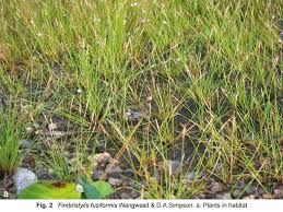 Image result for Fimbristylis