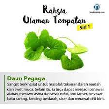 Maksudnya adalah anda memperolehi sesuatu melebihi daripada apa yang dikehendaki. Kebaikan Ulam Dan Sayur Blog Sihatimerahjambu
