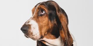 Image result for basset hound