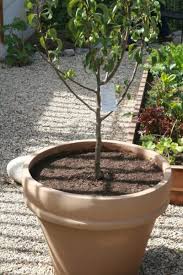 Also, bonfire peach trees are unique because their foliage is dark red to deep purple. Container Peach Tree Care How To Grow Peach Trees In Containers