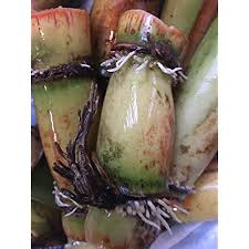 There are benefits to sugarcane despite the word sugar in sugarcane. Amazon Com Red Chewing Sugar Cane 1 2 Tall Plant For Real Sweet Sugar Taste As Eating Fresh Or Squeezed For Sweet To Add To Fresh Fruit Drinks Garden Outdoor