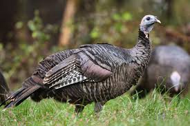 399 miles or 642 km. How To Deal With Problem Wild Turkey In Massachusetts Wildlifehelp Org