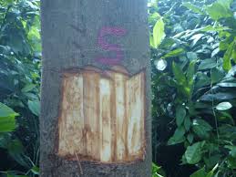 Image result for Pycnanthus