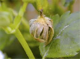 Image result for květopas jahodníkový