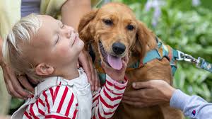 Air Bud Entertainment is looking for their next top dog to be the star of  their final move in 2026, "Air Bud Returns." See link below ⬇️  bit.ly/458yus2