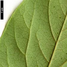 Image result for Diospyros sp. no. 1 sensu FZ