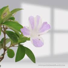 Image result for Barleria setosa