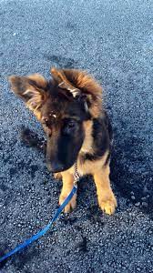 gsd puppy deutscher schaferhund welpen schaferhunde schaferhund welpen