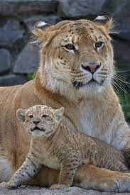 Img 1107 01ya Jpg Animals Animals Beautiful Wild Cats