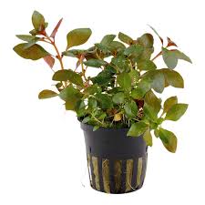 Image result for Ludwigia