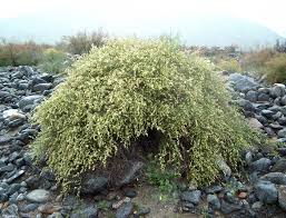 Image result for Salsola