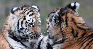 World wildlife fund on vastuussa tästä sivusta. Less Than 350 Tigers Left In Malaysian Jungle Wwf Raises Alarm