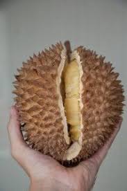 Le Durian Fruit Qui Pue Fruit Qui Tue Le Manger Fruit Fruits