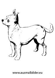 Ausmalbild Chihuahua Zum Kostenlosen Ausdrucken Und Ausmalen Ausmalbilder Malvorlagen Hunde Ausmalbilderhund In 2020 Ausmalbilder Hunde Chihuahua Ausmalen