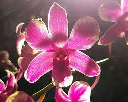 Orchids Orchids Care Orchids Tattoo Orchids Centerpiece Orchids Flowers Orchids Growing Types Of Orchids Orc Orchid Flower Orchid Photography Orchids