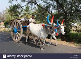Ox Cart Oxen With Colourful Horns Tamil Nadu Tamilnadu South Oxen Tamil Nadu Photo