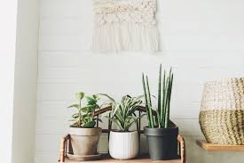 A houseplant is a plant that is grown indoors in places such as residences and offices, namely for decorative purposes, but studies have also shown them to have positive psychological effects. Your Guide To Stopping Common Houseplant Pests Sunset Magazine
