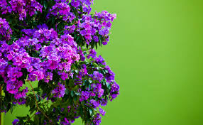 Carnation flowers have become symbolic of mother's love and also of mother's day. Tibouchina Burke S Backyard