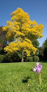Image result for Robinia