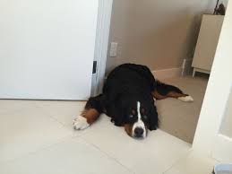 bernese mountain dog watching my wife getting ready welpen sennenhund hunde