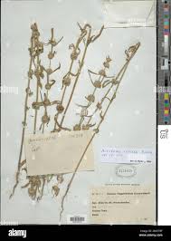 Image result for Acrotome inflata