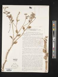 Image result for Heliotropium lineare