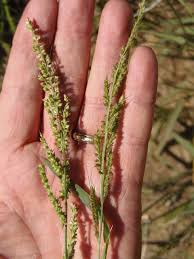 Image result for Chenolea