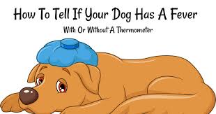 How To Tell If A Dog Has A Fever With Or Without A Thermometer Dog Fever Dog Temperature Dogs