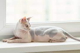 ✅ eine sphynx katze eignet sich für alle geselligen und ruhigen menschen, die eine ebenso anschmiegsame und freundliche katze haben wollen, die aber. Sphynx Katze Ohne Fell Was Bei Haltung Pflege Beachten Dogcatpetdogcatpet