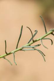 Image result for Nolletia zambesica