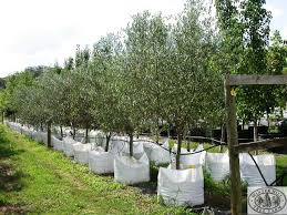 Winter Hill Tree Farm Olives Olea Species
