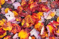 A Nature Year at Boston Nature Center: Fall
