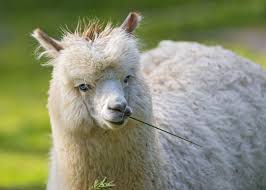 Cool Alpaca With Grass In The Mouth Alpaca Animals Cool Stuff