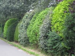 Bunte Hecke Garden Landscape Patio Privacy