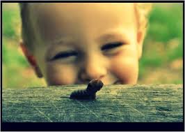 Community Editorial: Don't Kill Garden Grove Coyotes