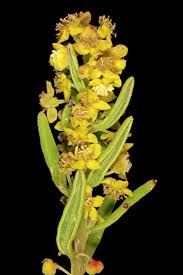 Image result for Tetragonia