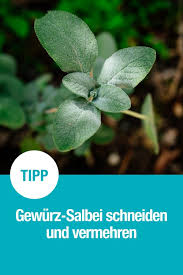 Gewurz Salbei Schneiden Und Vermehren In 2020 Salbei Schneiden Salbei Krauterbeet