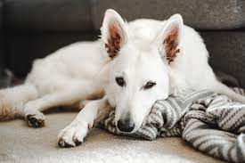 Colon cancer affects both men and women, and all racial and ethnic groups. Intestinal Cancer In Pets Symptoms And Diagnosis Firstvet