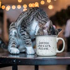 Also wholesale and bulk orders at special discounts! Cats Coffee Purrfect Combination For Planned Greensburg Cafe Triblive Com