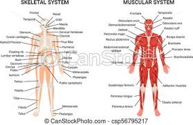 human muscular skeletal systems poster